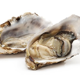Oysters Oysters