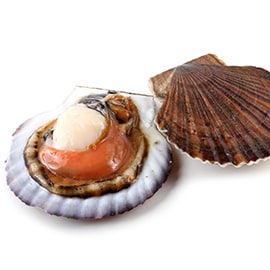 Scallops Scallops